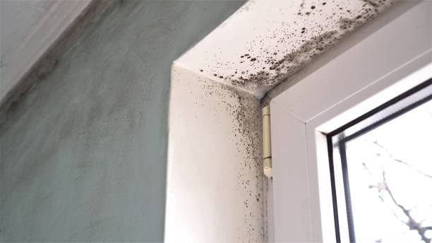 Best Airborne Mold Testing  in Prosper, TX